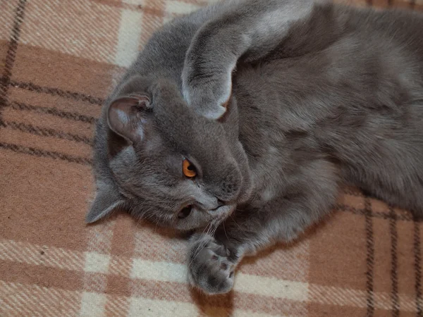 Relaxace na gauči šedá kočka — Stock fotografie