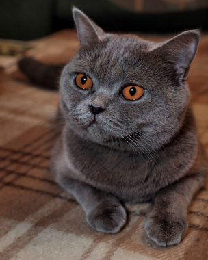 İskoç kedi