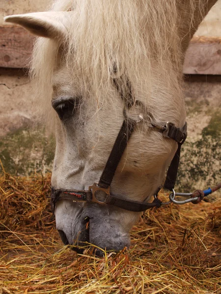 Серый конь ест сено — стоковое фото