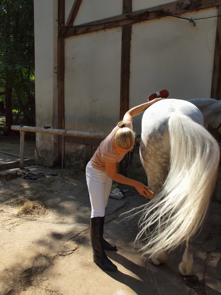 Mädchen putzt Pferd — Stockfoto