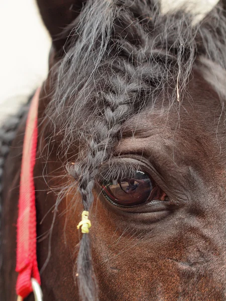 Paard closeup Eye — Stockfoto