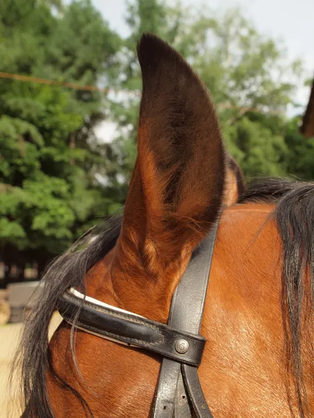 Oko konia zbliżenie — Zdjęcie stockowe