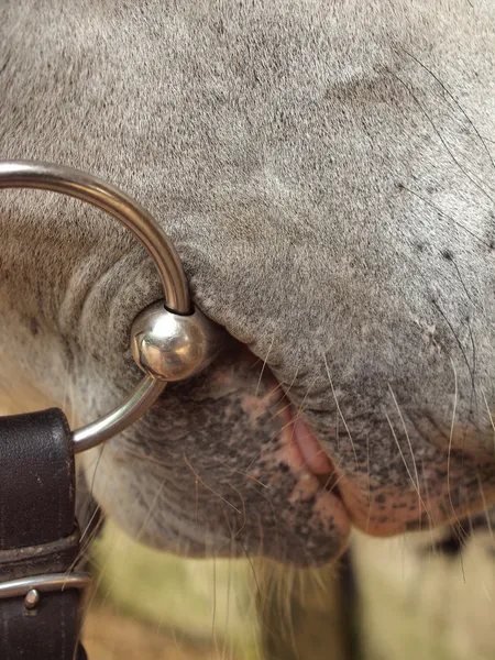 Snaffle boca de un caballo —  Fotos de Stock