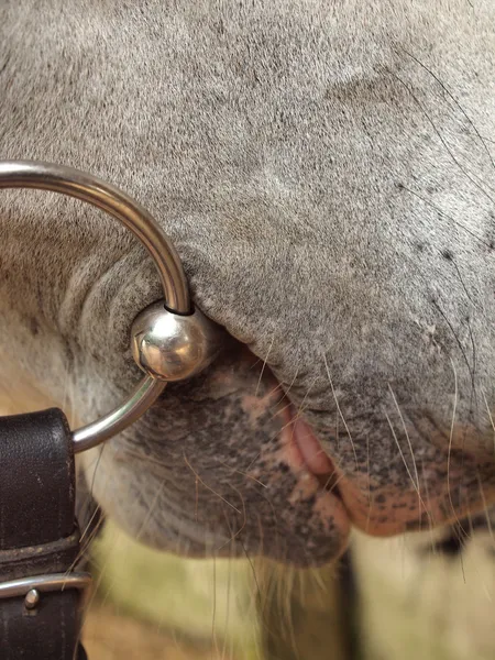 Snaffle bouche d'un cheval — Photo