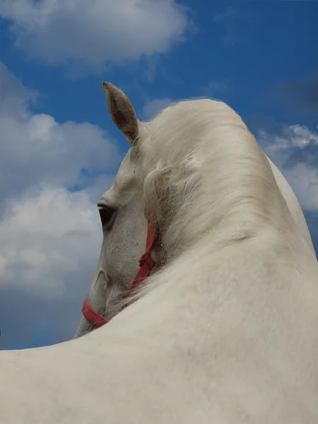Лошадь и небо — стоковое фото