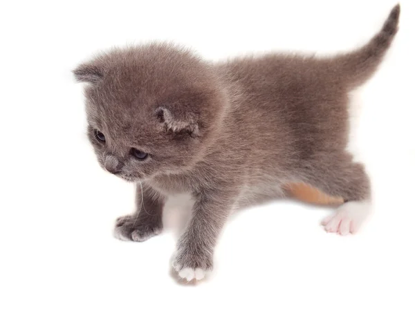 Malé šedé kotě — Stock fotografie