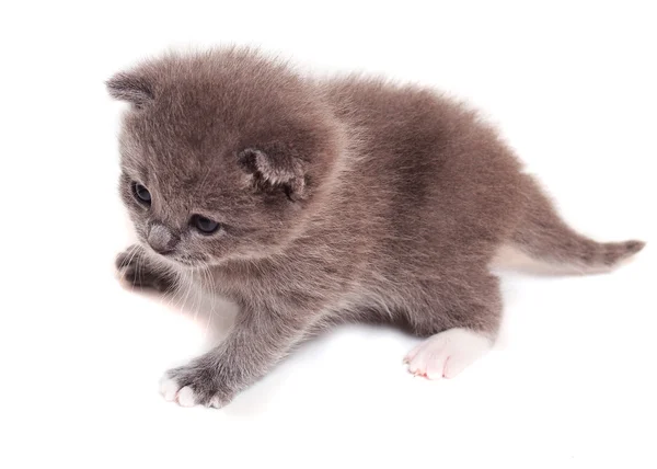 A small gray kitten — Stock Photo, Image