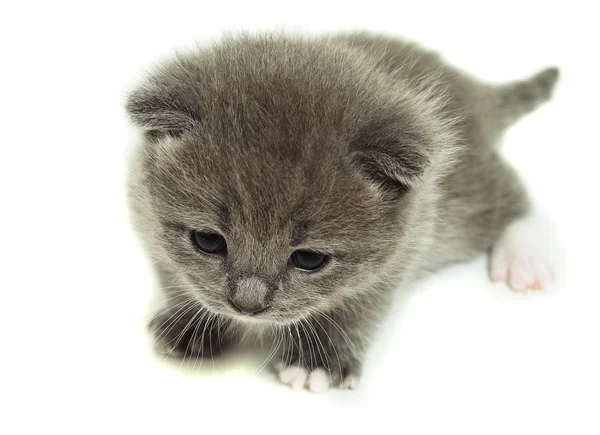 A small gray kitten — Stock Photo, Image