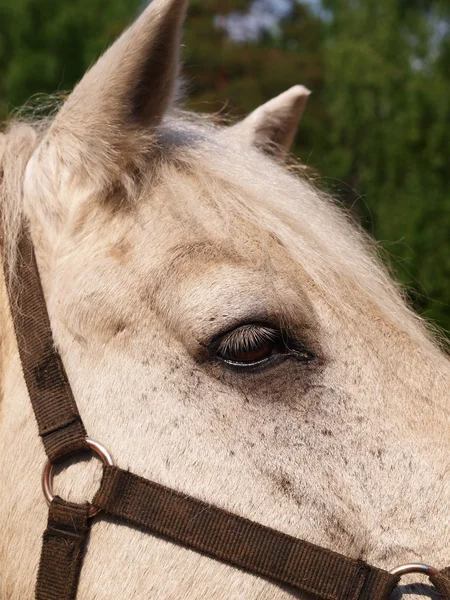The head horse close-up — Stock Photo, Image