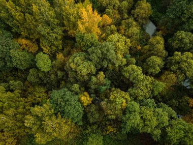 Sonbahar ormanındaki ağaçların en üst manzarası. Kuadrotor çekimleri.