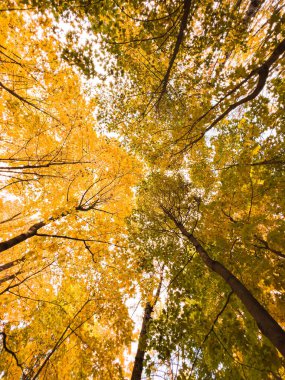 Aşağıdan mavi gökyüzüne bakan sonbahar ağaçlarının görüntüsü.