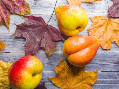 Sonbahar olgun armutlarla dolu. Yakın çekim..