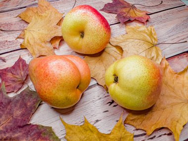 Sonbahar olgun armutlarla dolu. Yakın çekim..
