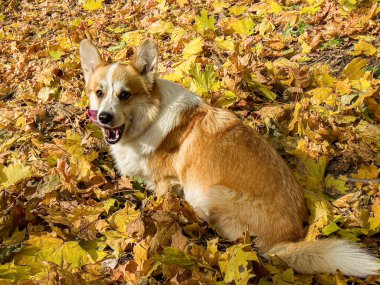 Corgi köpeği kuru sonbahar yapraklarının üzerine oturur. Köpek gezdirme ve neşe konsepti.