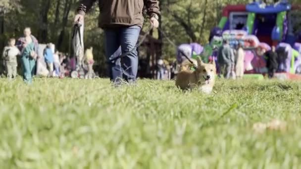 Homme Conduit Chien Pembroke Corgi Laisse Travers Une Prairie Verte — Video