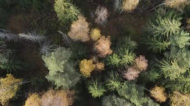 Sonbahar kırsalında uçan bir dron. Bir açıyla ateş etmek..