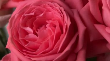 Kamera bir buket kırmızı gül etrafında döner. Doğal güzellik kavramı.