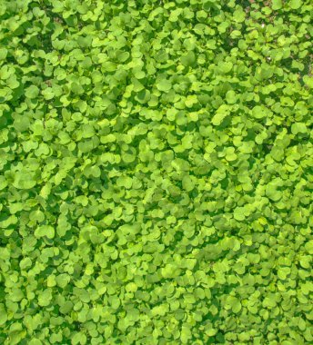 Güneş ışınlarında yeşil çimenlerin güzel arka planı.