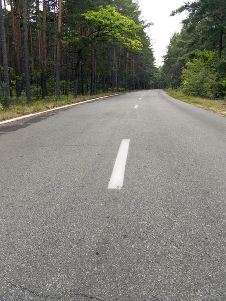 Ο ασφαλτοστρωμένος δρόμος στο δάσος — Φωτογραφία Αρχείου