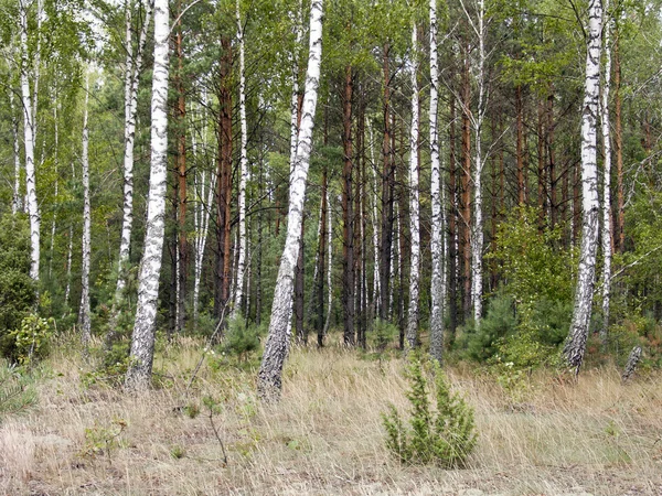 Березовий гай — стокове фото