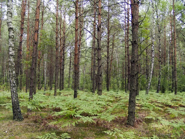 Bosque mixto y helecho — Foto de Stock