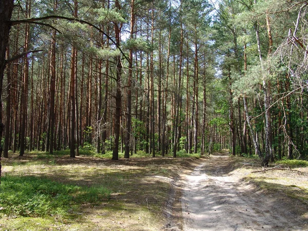 Bos zandstrand weg — Stockfoto