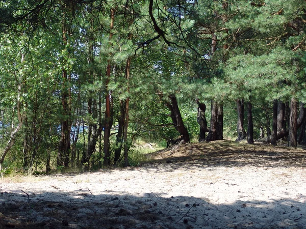 Skogen sandiga stranden — Stock fotografie