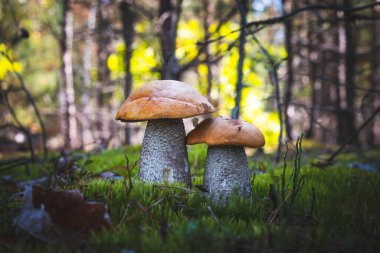 İki büyük turuncu mantarlı yosun. Vahşi ormanda yetişen geniş, kalın Leccinum mantarı.