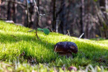 Yosun ormanında iki büyük porcini mantarı. Kraliyet arması mantarları. Vahşi ormanda büyüyen Boletus.