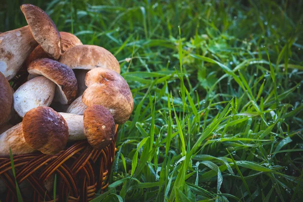 Funghi Cep Cesto Erba Bagnata Raccogli Fungo Boletus Cep Legno — Foto Stock