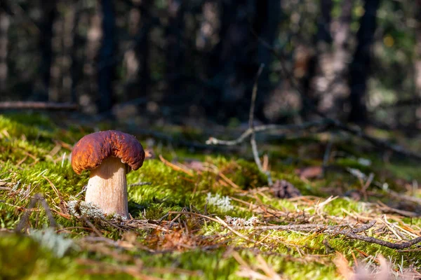 Two Big Porcini Mushroom Moss Forest Royal Cep Mushrooms Food — Stock Photo, Image