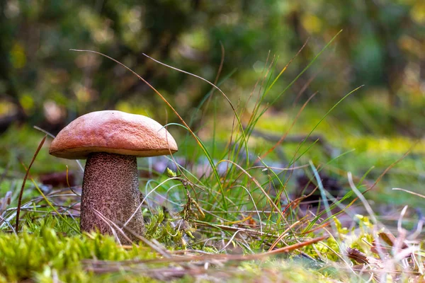 Orangenkappenpilze Wachsen Herbstholz Pilz Wächst Wildholz — Stockfoto