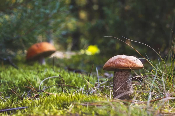 Orange Cap Mushrooms Grow Autumn Forest Fungus Mushroom Growing Wild — Stock Photo, Image