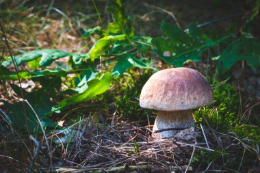 Yenebilir porcini mantarı mevsim tahtasında yetişir. Kraliyet arması mantarları. Boletus vahşi doğada büyüyor.