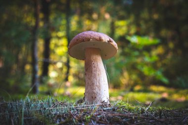 Tahtadaki yenilebilir ince porcini mantarı. Kraliyet arması mantarları. Boletus vahşi doğada büyüyor.