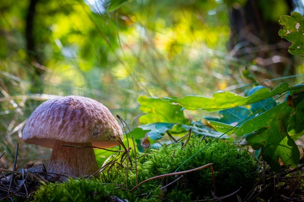 Essbare Steinpilze Wachsen Wäldern Königliche Steinpilzfutter Steinpilze Wachsen Freier Natur — Stockfoto