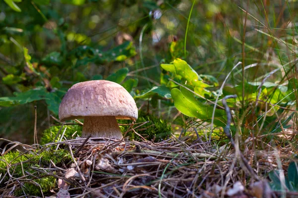 Champiñón Comestible Bosque Otoño Comida Champiñones Royal Cep Boletus Creciendo —  Fotos de Stock