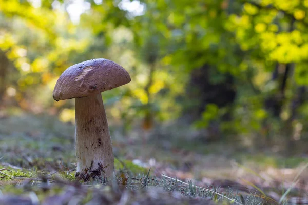 Essbare Steinpilze Wachsen Der Natur Königliche Steinpilzfutter Steinpilze Wachsen Freier — Stockfoto