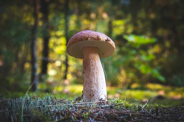 Essbarer Dünner Steinpilz Holz Königliche Steinpilzfutter Steinpilze Wachsen Freier Natur — Stockfoto