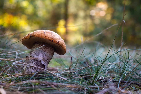 Essbare Steinpilze Wachsen Gras Breit Dicker Leccinum Pilz Wächst Wildem — Stockfoto