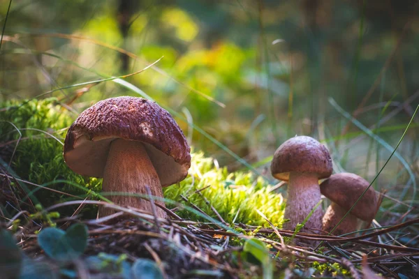 Three Edible Porcini Mushrooms Grow Forest Royal Cep Mushrooms Food — Stock Photo, Image