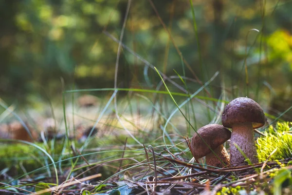 Two Edible Porcini Mushrooms Grow Forest Royal Cep Mushrooms Food — Stock Photo, Image