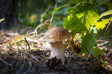 Ormanda yenilebilir sepet mantarı yetişir. Kraliyet arması mantarları. Boletus vahşi doğada büyüyor.
