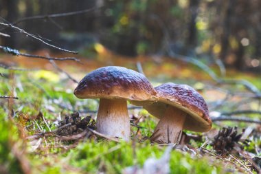 İki yenilebilir porcini mantarı ağaçta yetişir.