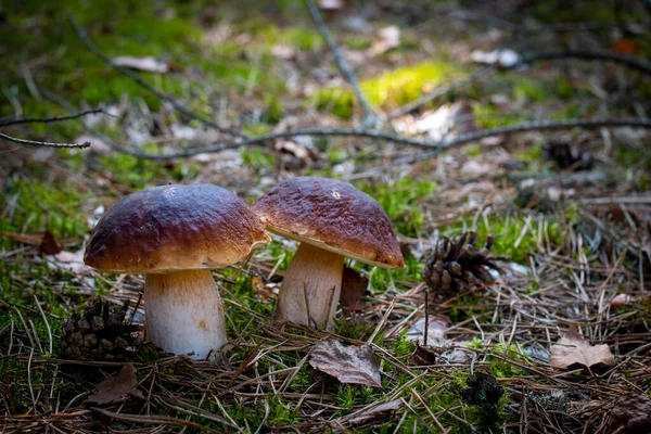 Dva jedlé porcini houby rostou v lese — Stock fotografie