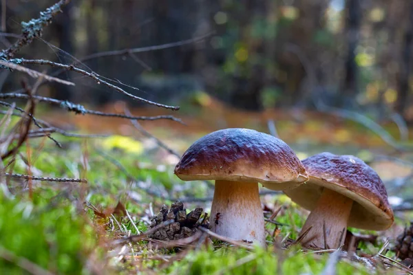 Two edible porcini mushrooms grow in moss — Stock Photo, Image