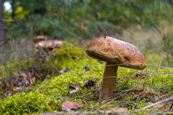 Große Braune Kappe Essbarer Pilz Und Waldlichtung Steinpilzfutter Steinpilze Wachsen — Stockfoto