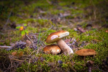 Mantarlar ormandaki açıklıkta saklanır. Cep mantarları yiyecek. Boletus vahşi doğada büyüyor.