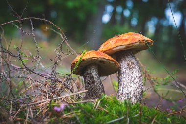 İki boletus edulis mantarı ve orman açıklığı. Ormanda turuncu mantarlar