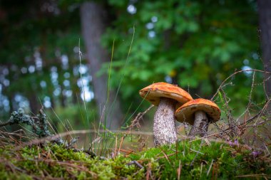 Doğada iki boletus edulis mantarı. Ormanda turuncu mantarlar